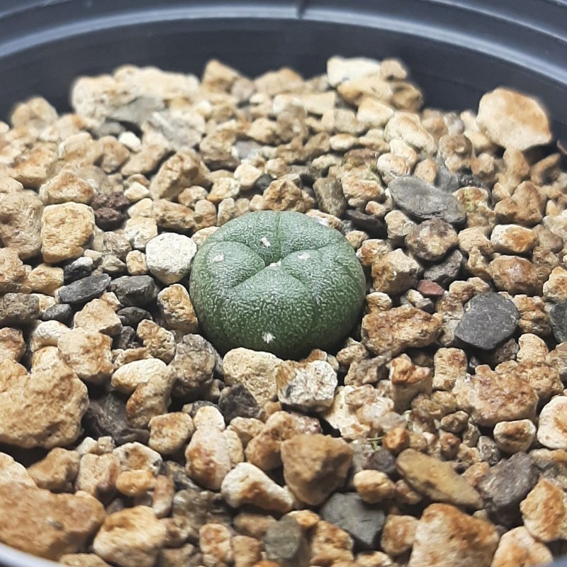 Lophophora williamsii, 7 months old