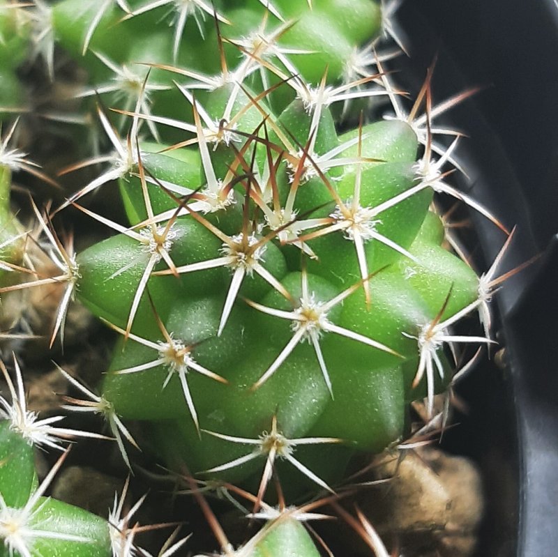 Mammillaria, sown last summer