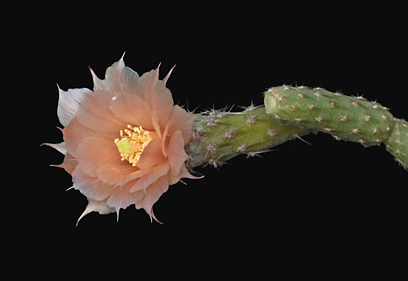 Pterocactus-HPT-791.jpg