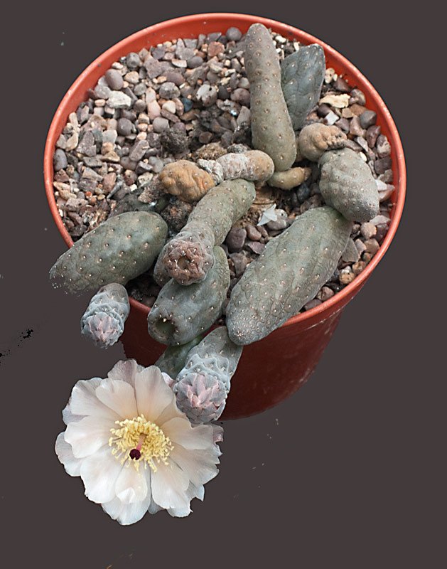 Pterocactus-2-HPT.jpg