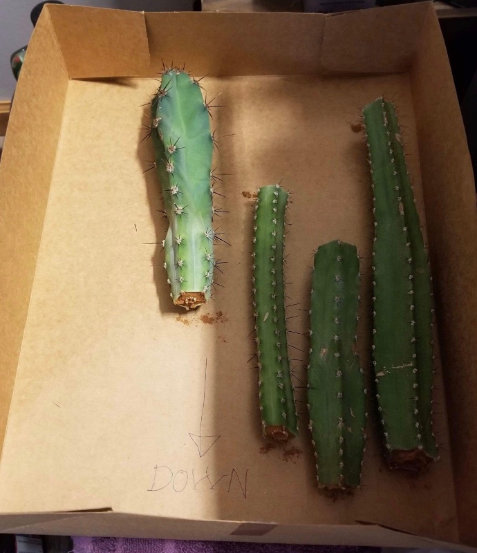 Plus 5 little one foot cacti (pending rooting success)!
