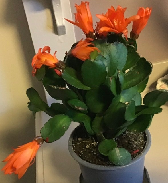 Found a orange easter cactus
