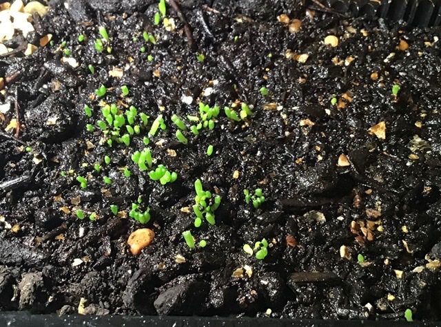 Gymno. multiflorum seedlings