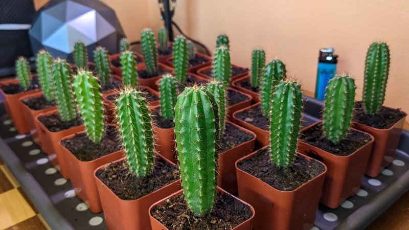 This is my TORCH tray. T. Peruvianus's (Pervuvian Torch) and T. Bredgesii's (Bolivian Torch)