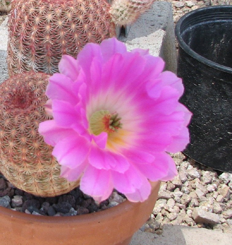 Echinocereus rigidimuss