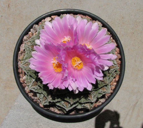 Ariocarpus fissuratus