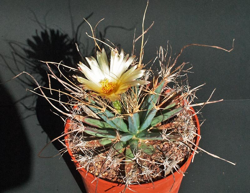 leuchtenbergia.jpg