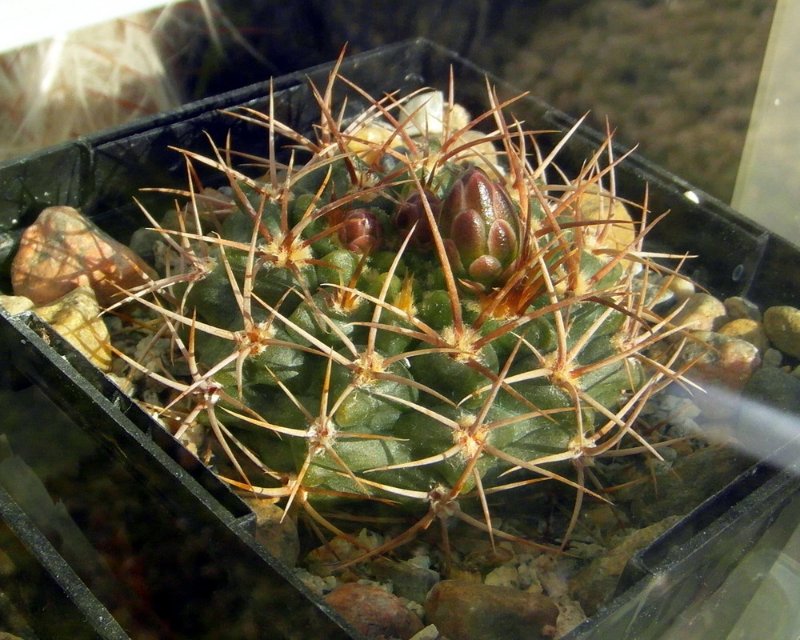 Gymnocalycium neohuberi