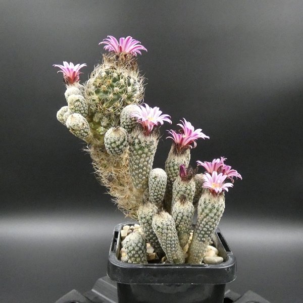 Turbinicarpus pseudomacrochele subs minimus.JPG