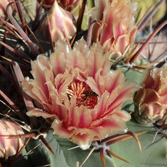 Ferocactus herrerae01-1.JPG