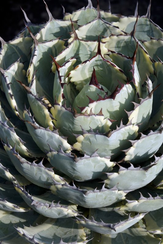 Agave parryi_NS17a_4220_US National Arboretum, Washington DC.jpg