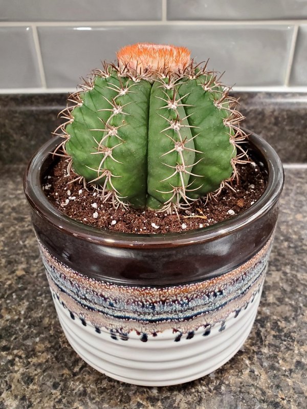 Cactus 1.jpg