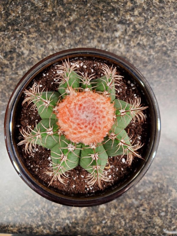 Cactus 3.jpg