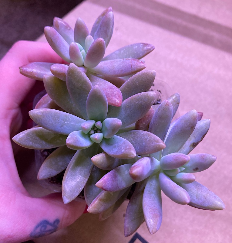 Sedum or Graptosedum or…