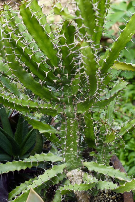 Euphorbia triangularis_NS17a_4840.jpg