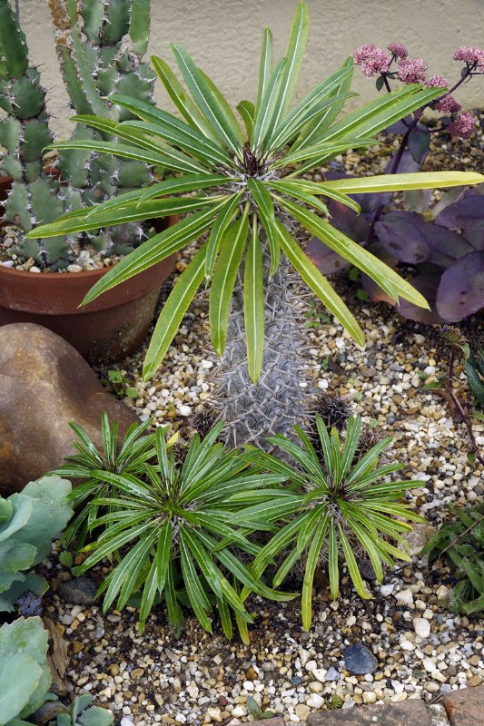 Pachypodium lamerei_NS17a_4769.jpg