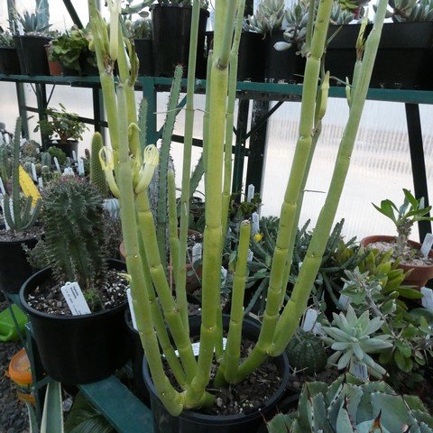 Ceropegia dichotoma01.JPG