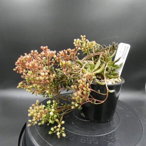 Sinocrassula yunnanensis01.JPG