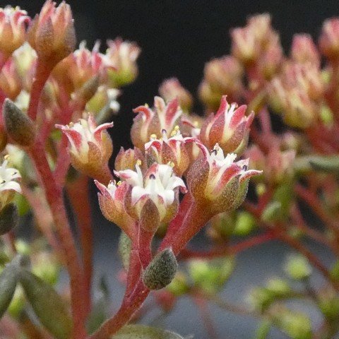 Sinocrassula yunnanensis02.JPG