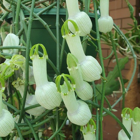 Ceropegia ampliata02.jpg