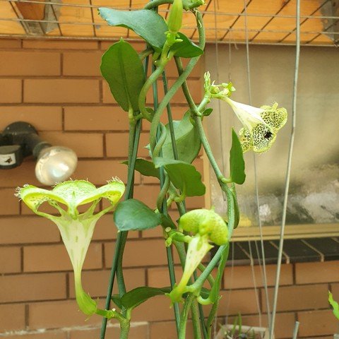 Ceropegia sandersonii01.jpg