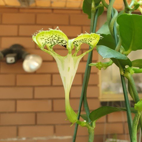 Ceropegia sandersonii02.jpg