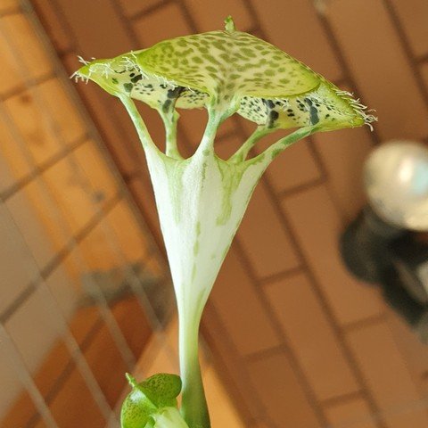 Ceropegia sandersonii03.jpg