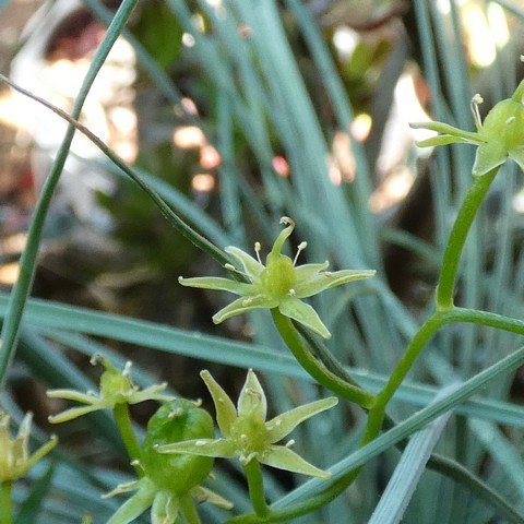 Bowiea volubilis02.JPG