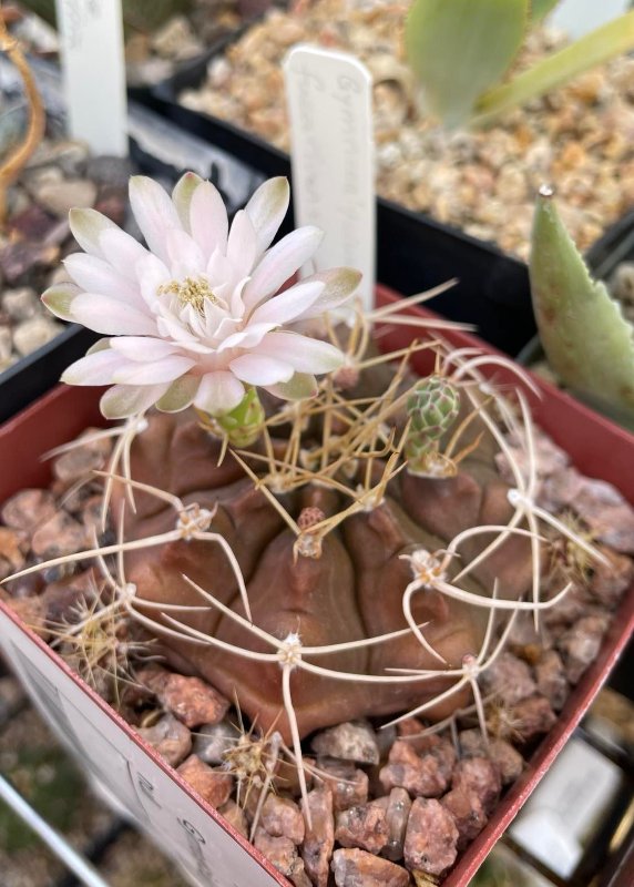 Gymnocalycium fucarivensis 1 (2022-May10).jpg