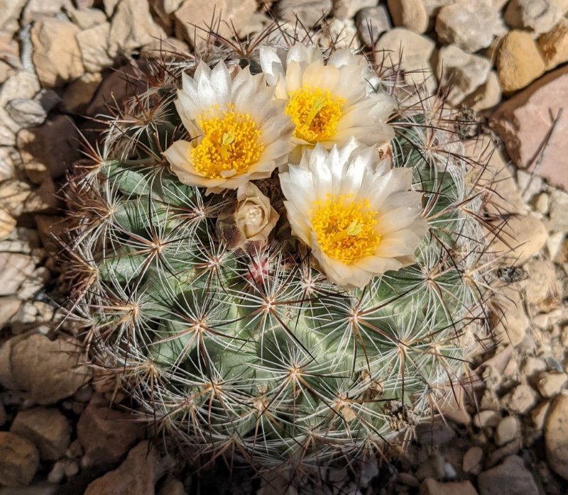 About softball sized. Bloomed two weeks ago. Several more are now blooming. Time to pollinate them.