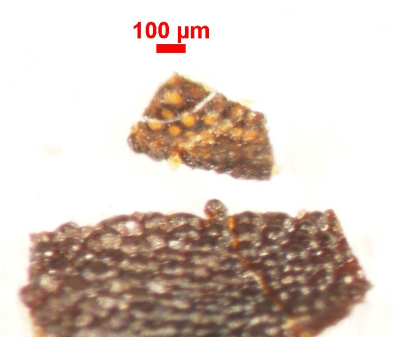 Pediocactus simpsonii 0.1 mm scale bar.jpg