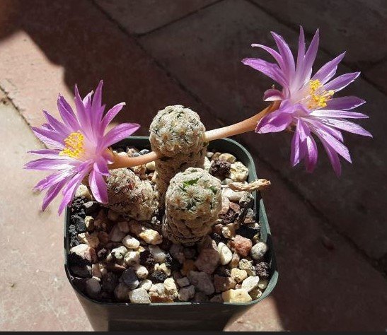 Mammillaria theresae