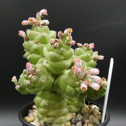 Euphorbia(Monadenium) ritchiei subs nyambensis01.JPG