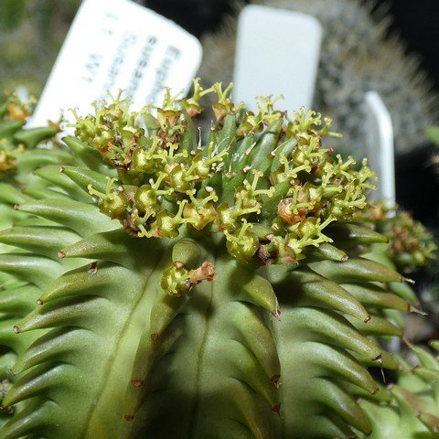 Euphorbia susannae03.JPG