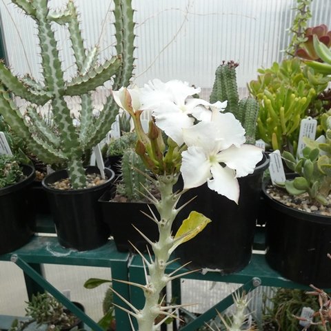 Pachypodium saundersii01.JPG