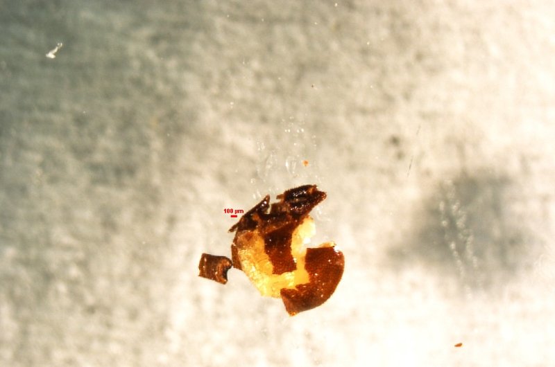 F. parviflora crushed seed 0.1 mm scale.jpg
