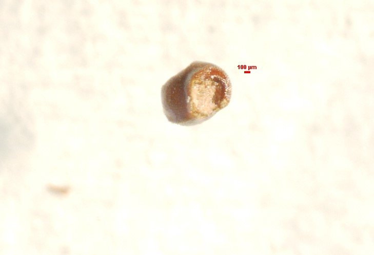 F. parviflora Looking into opening 0.1 mm scale.jpg