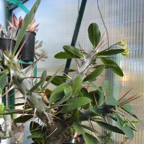 Euphorbia croizatii01.JPG