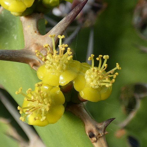 Euphorbia grandicornis02.JPG