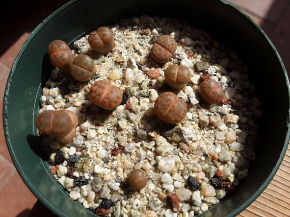 lithops