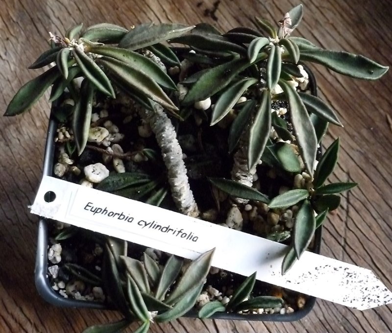 rsz 2015-2-12 Euphorbia cylindrifolia 2.jpg