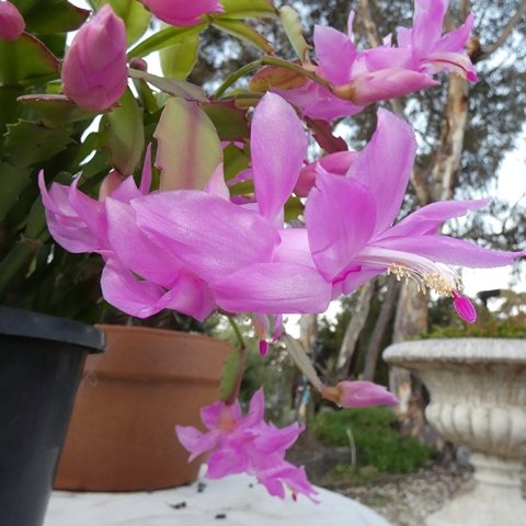 Schlumbergera sp1 02.JPG