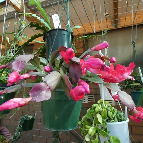 Schlumbergera sp2 01.JPG