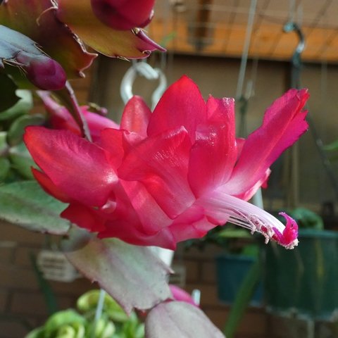 Schlumbergera sp2 02.JPG