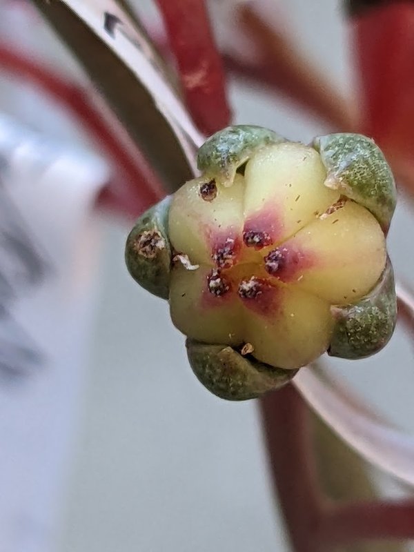 Aeonium x echeveria