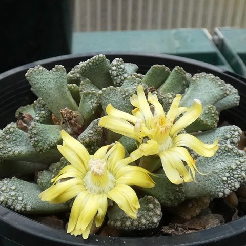 Titanopsis calcarea (Grootdoring)01.JPG