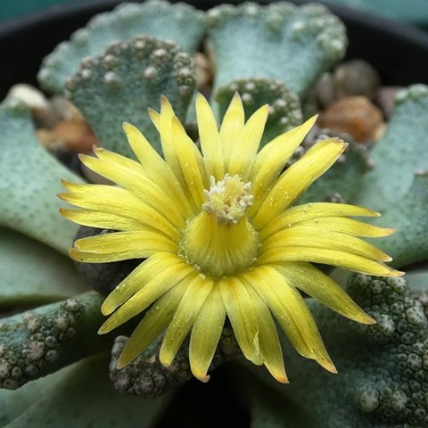 Titanopsis calcarea (NW of Brandvlei)02.JPG