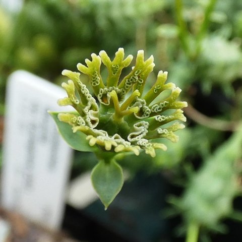 Euphorbia globosa 02.JPG