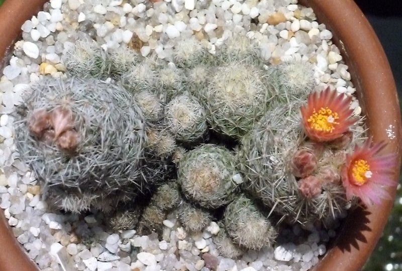 rsz_2017-6-11 Pediocactus simpsonii or Esco. sneedii v leei 2.jpg