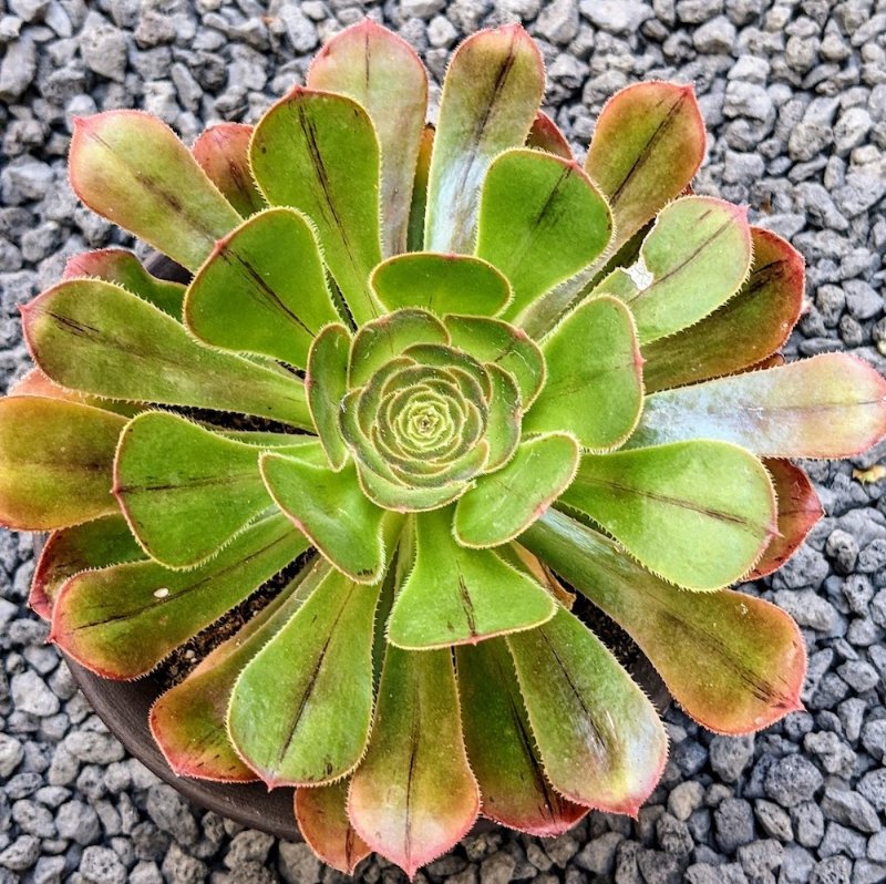 Aeonium arboreum var. rubrolineatum